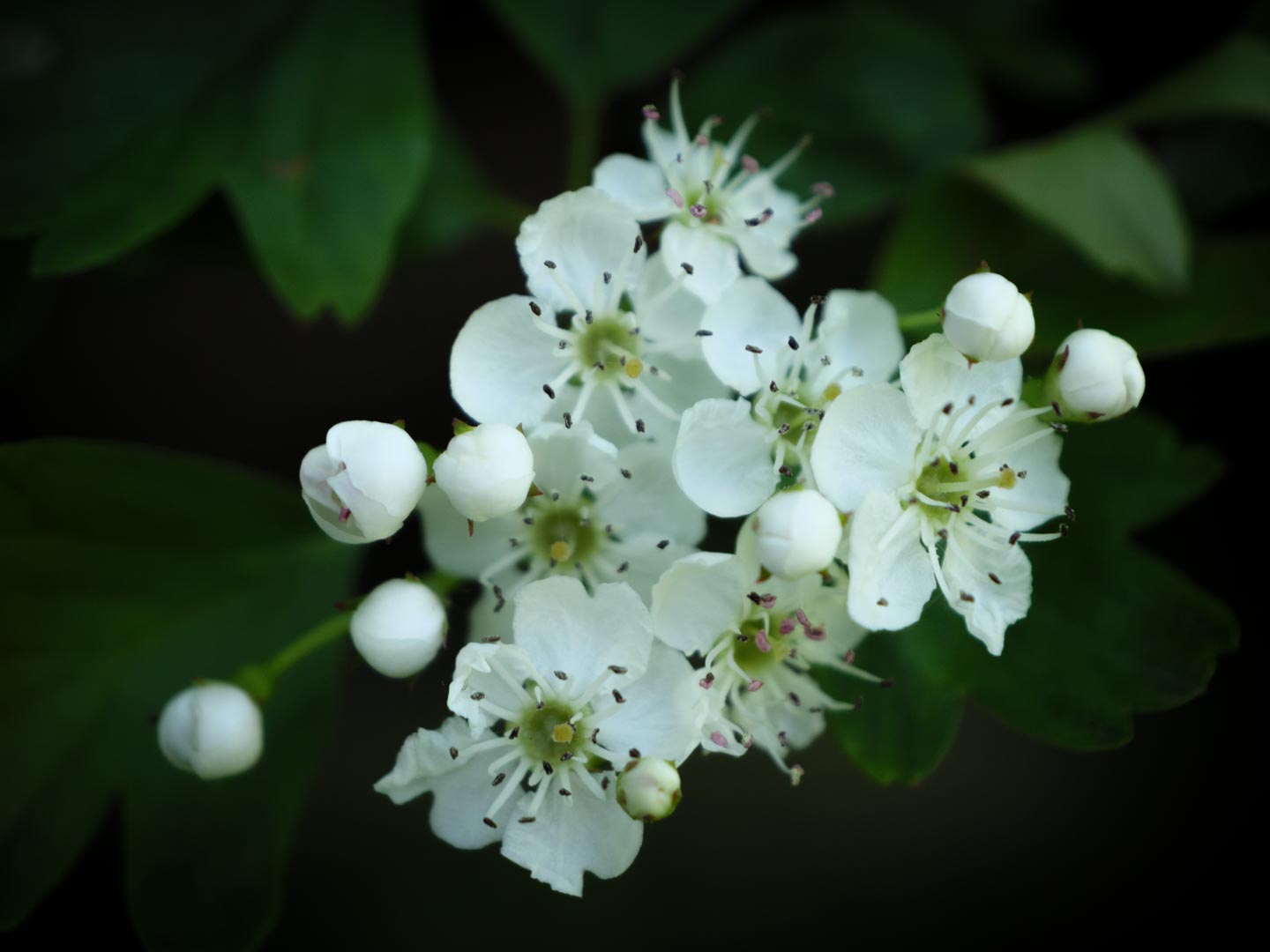 Petites fleurs blanches. Macrophotographie.