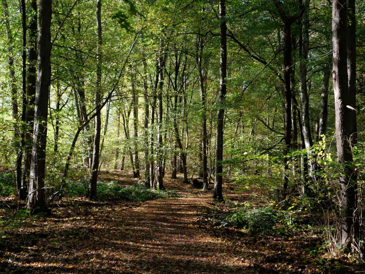 Forêt verdoyante du Nord de la France avec un chemin.